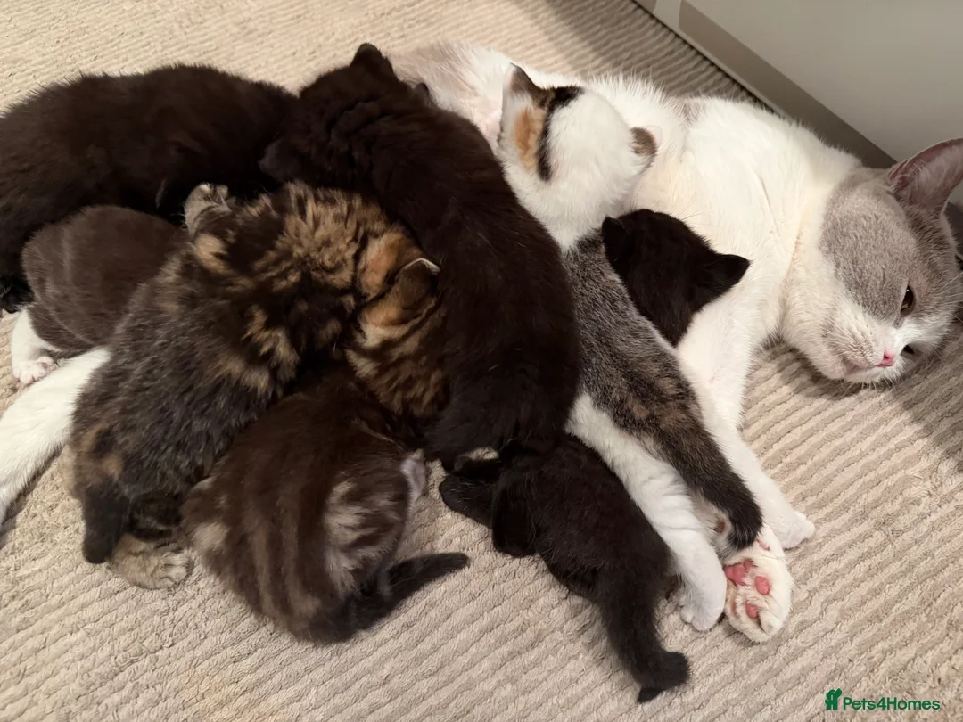 Mixed Breed cats for sale: 7 kittens looking their forever home - Advert 1