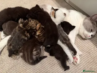 Mixed Breed cats 7 kittens looking their forever home - Advert 1