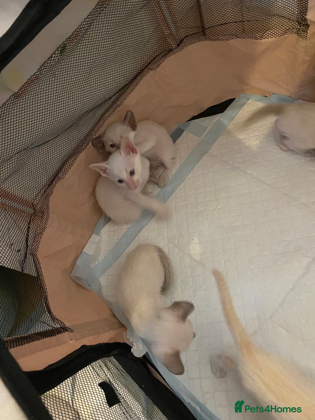 Siamese cats for sale: Siamese kittens for sale  - Advert 11