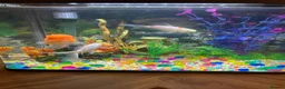 Goldfish fish for sale: Three goldfish - Advert 4