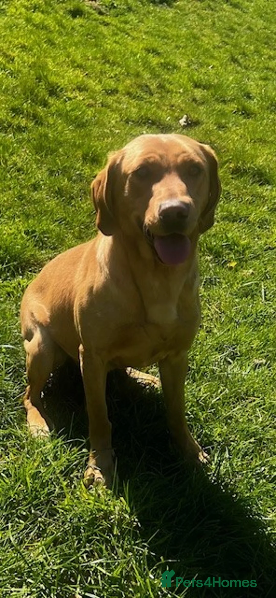 Labrador Retriever dogs for sale: KC Reg Dark Yellow Lab bitch - Advert 7