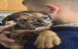 Mixed Breed dogs for sale: froodle french bulldog x poodle - Image 4