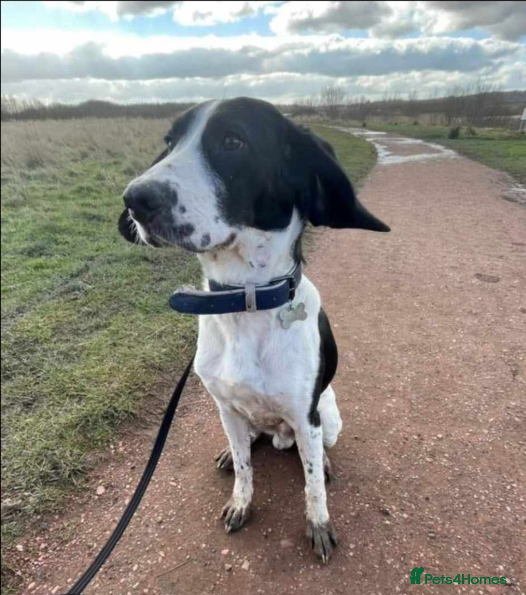 Harrier dogs for adoption: Child friendly Sherlock wants a new forever home - Advert 3