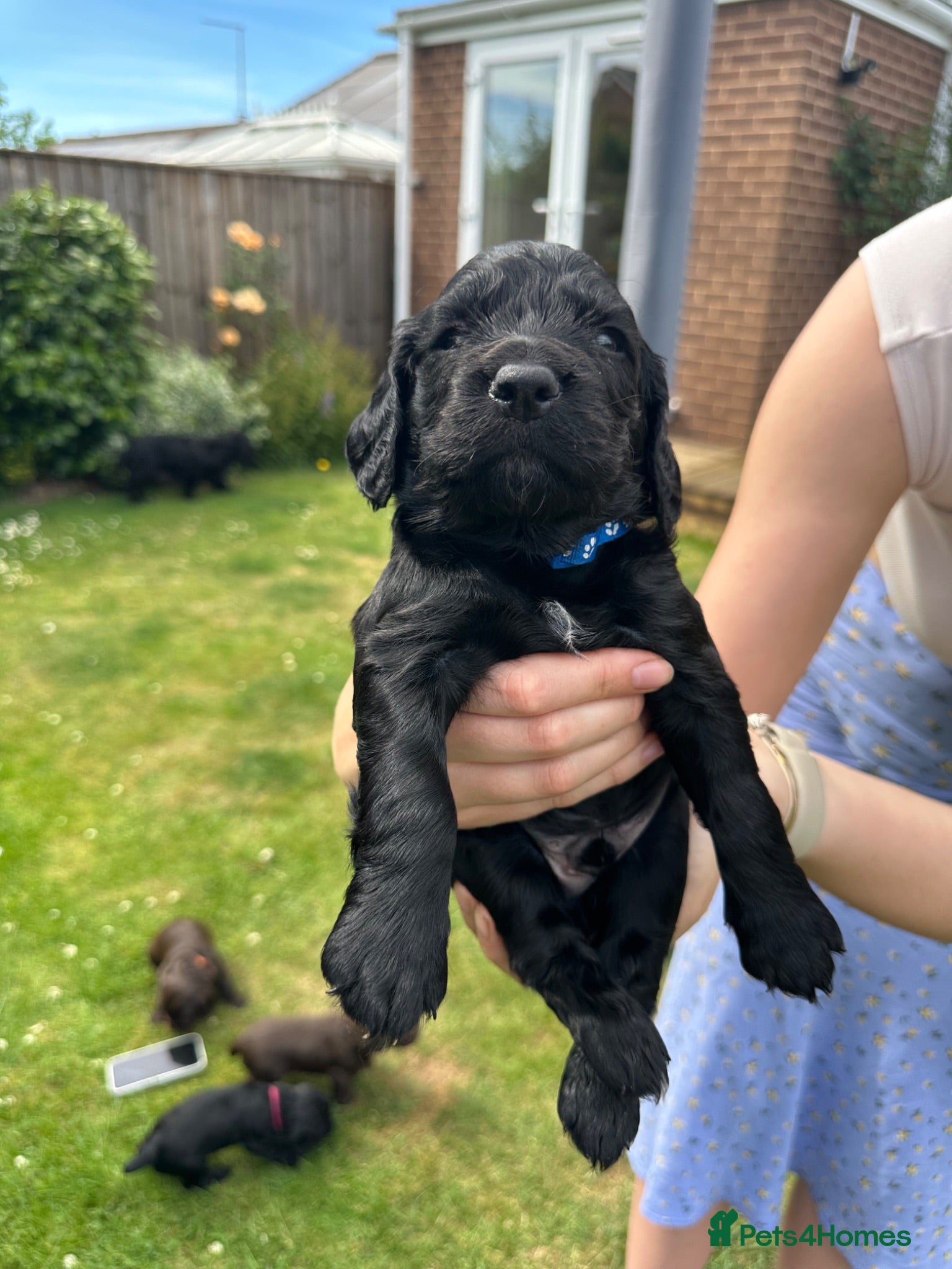 Cocker Spaniel dogs Beautiful KC Reg. Working Cocker Spaniel Puppies - Advert 2