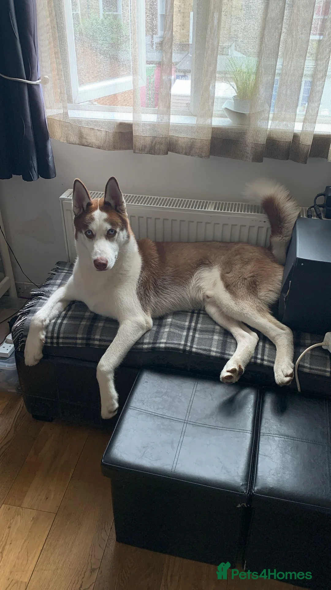 Siberian Husky dogs for sale: Siberian husky - Advert 4