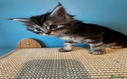 Maine Coon cats for sale: GCCF Maine coon kittens  - Image 4