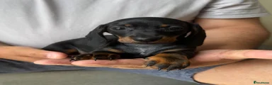 Dachshund 5