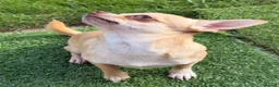Chihuahua dogs for stud: Chihuahua stud dog - Advert 2