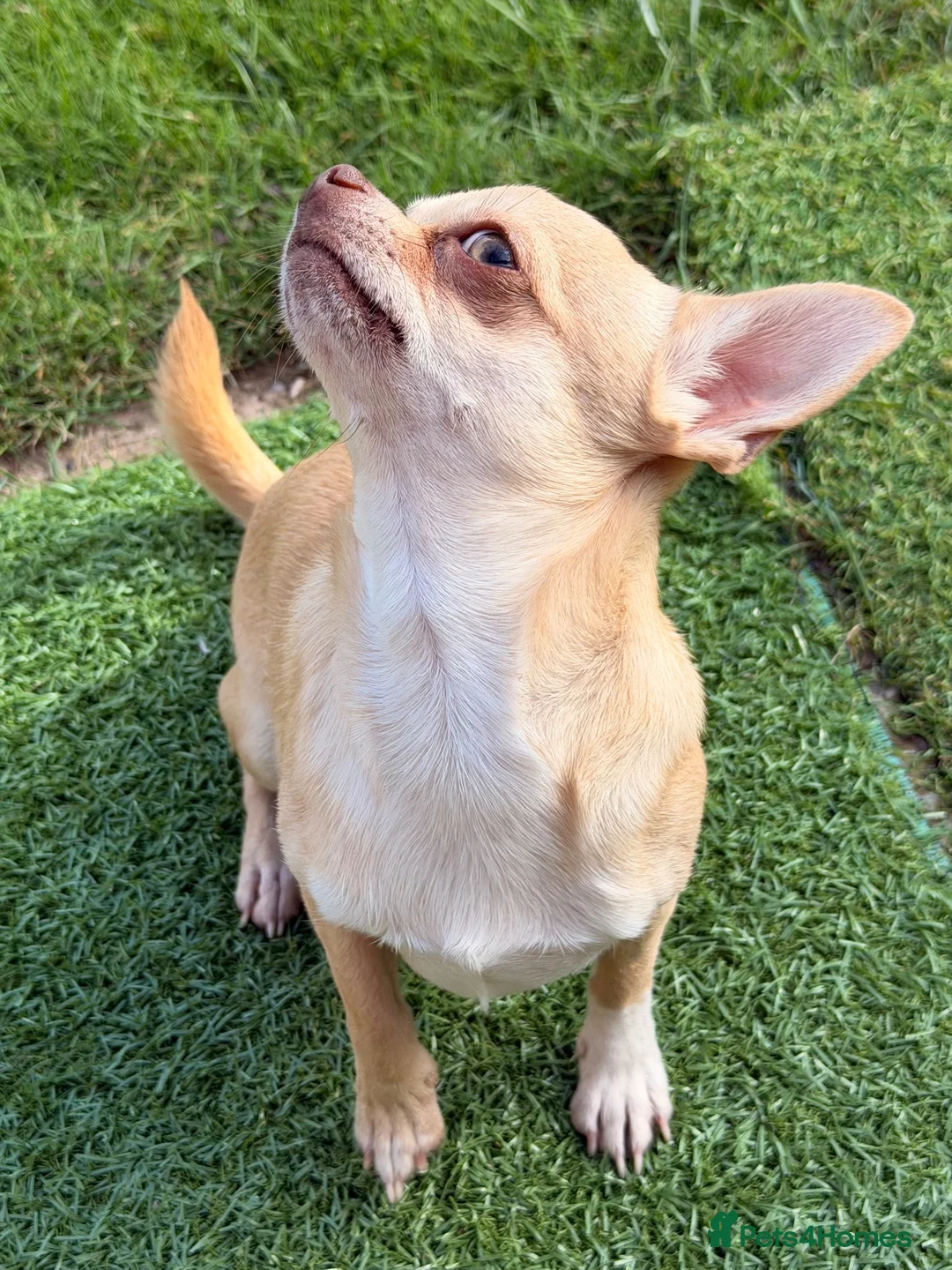 Chihuahua dogs for stud: Chihuahua stud dog - Advert 2