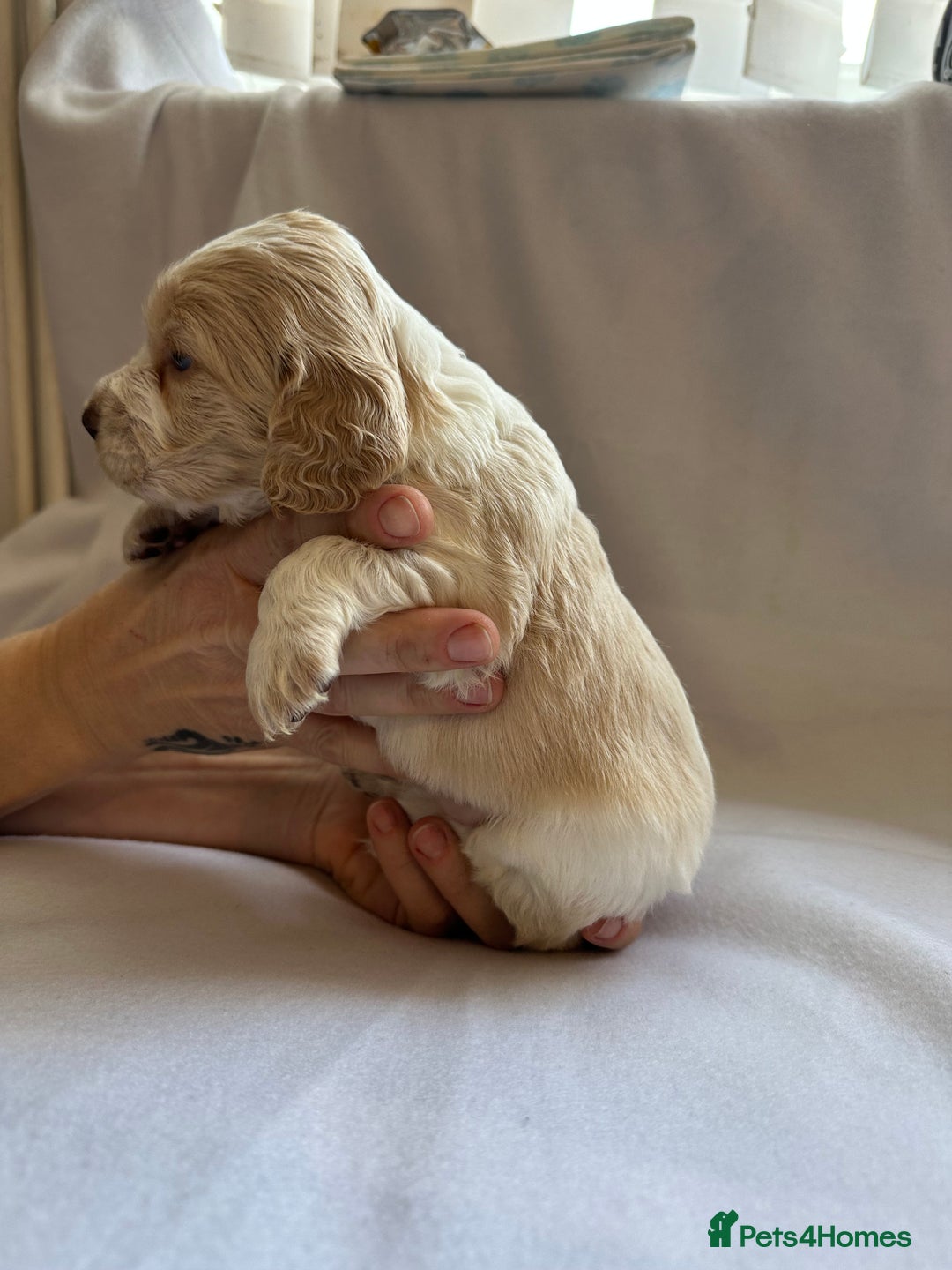 Cocker Spaniel dogs for sale: Cocker spaniel pups - Image 23