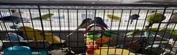 Budgerigars birds for sale: Mixed variety of Budgies For Sale - Advert 3