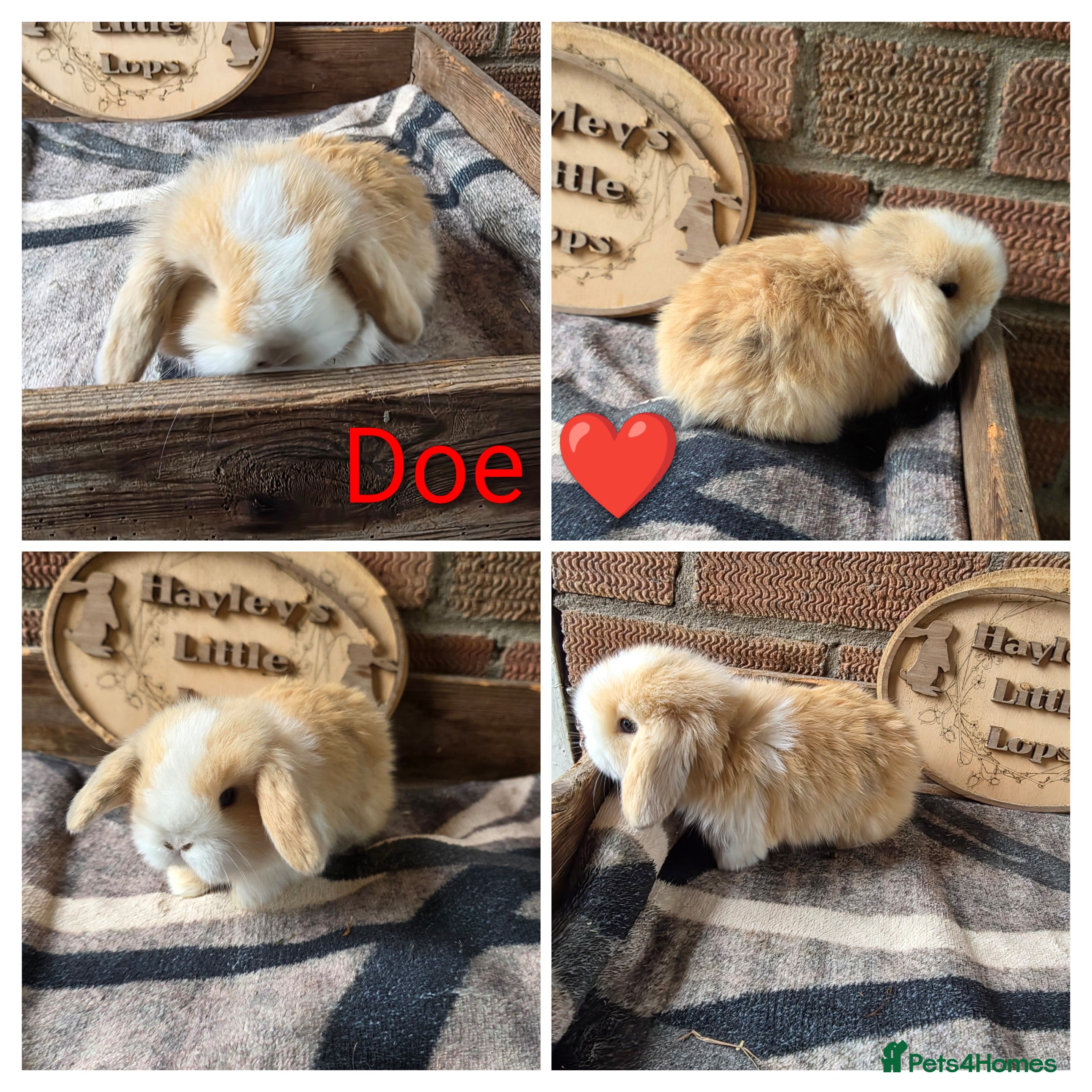 Mini Lop rabbits Gorgeous pure breed mini lops  - Advert 2