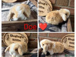Mini Lop rabbits Gorgeous pure breed mini lops - Advert 2