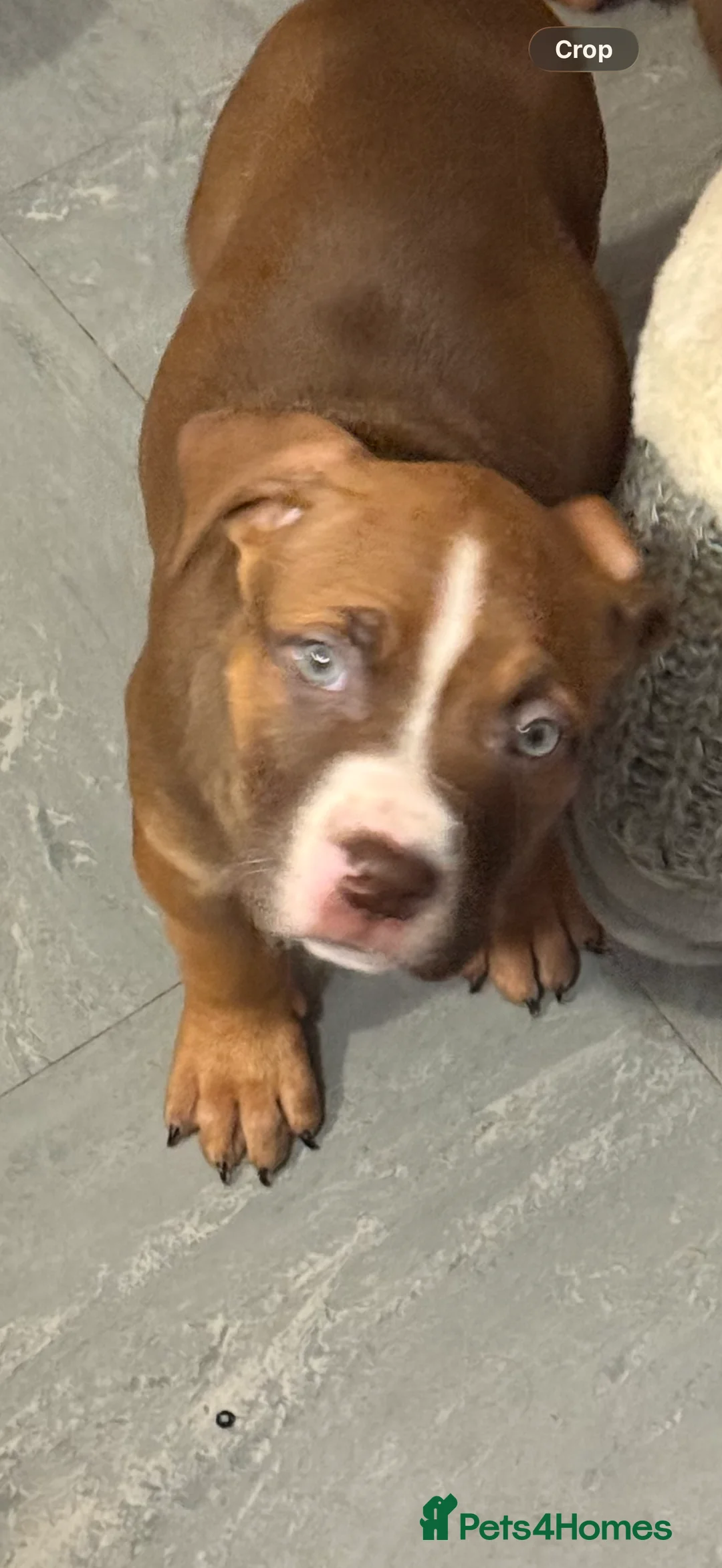 Mixed Breed dogs for sale: Cane Corso mixed  - Advert 7