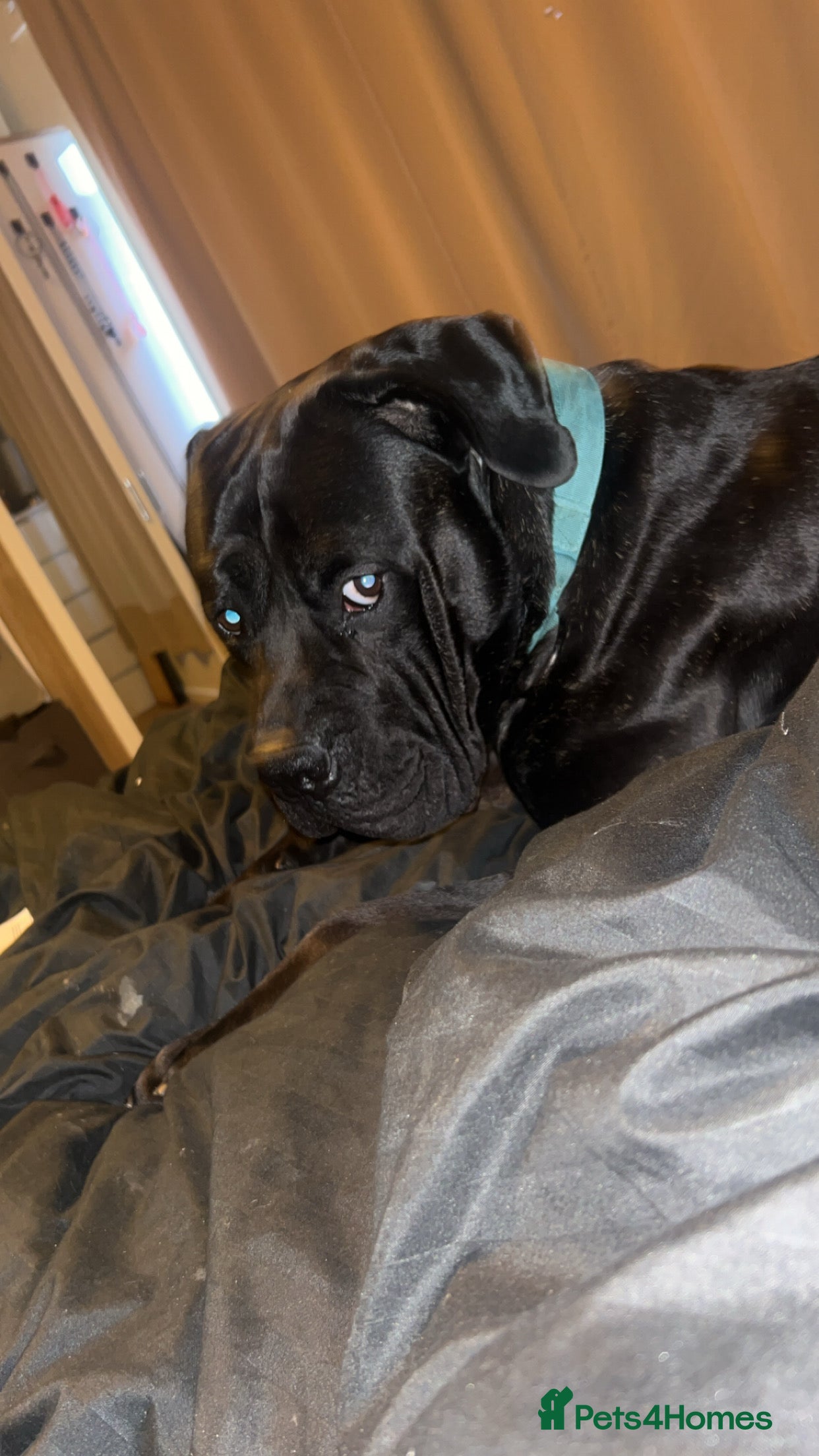 Cane Corso dogs 3 year old cane corso - Advert 2