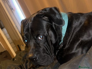 Cane Corso dogs 3 year old cane corso - Advert 13