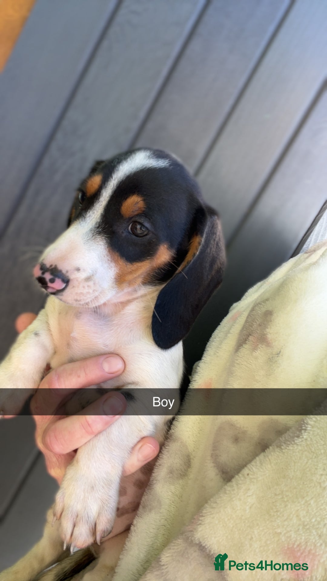 Dachshund dogs for sale: Dachshund puppie - Image 6