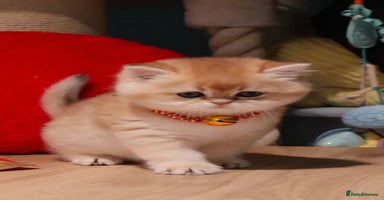 British Shorthair cats ✨Golden British Shorthair ready December✨ - Advert 15