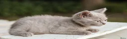 British Shorthair cats for sale: Stunning British Shorthair Kittens 🤍🐈 - Advert 15