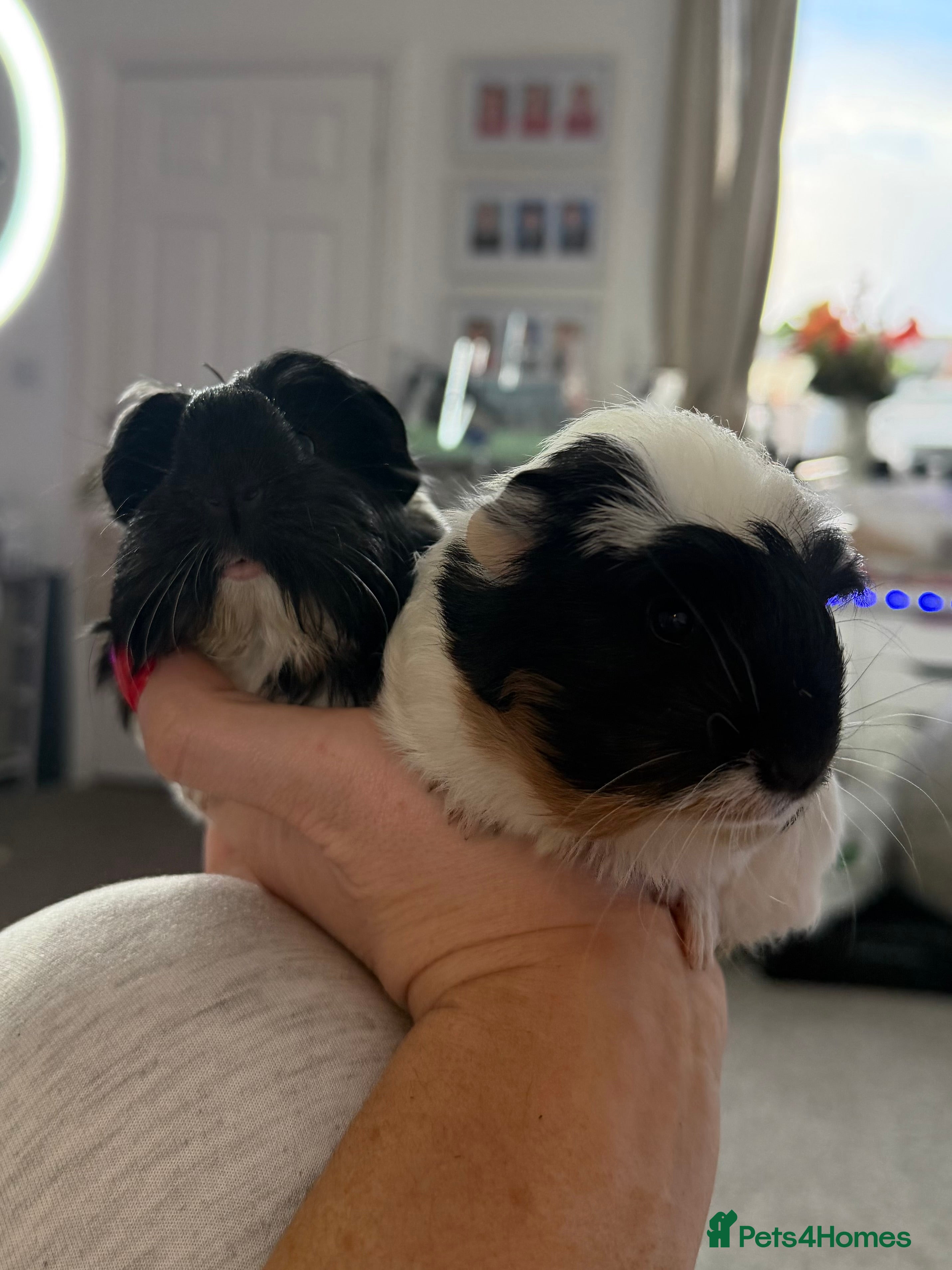 Guinea Pig rodents A pair of beautiful sows (female guinea pigs)  - Advert 1