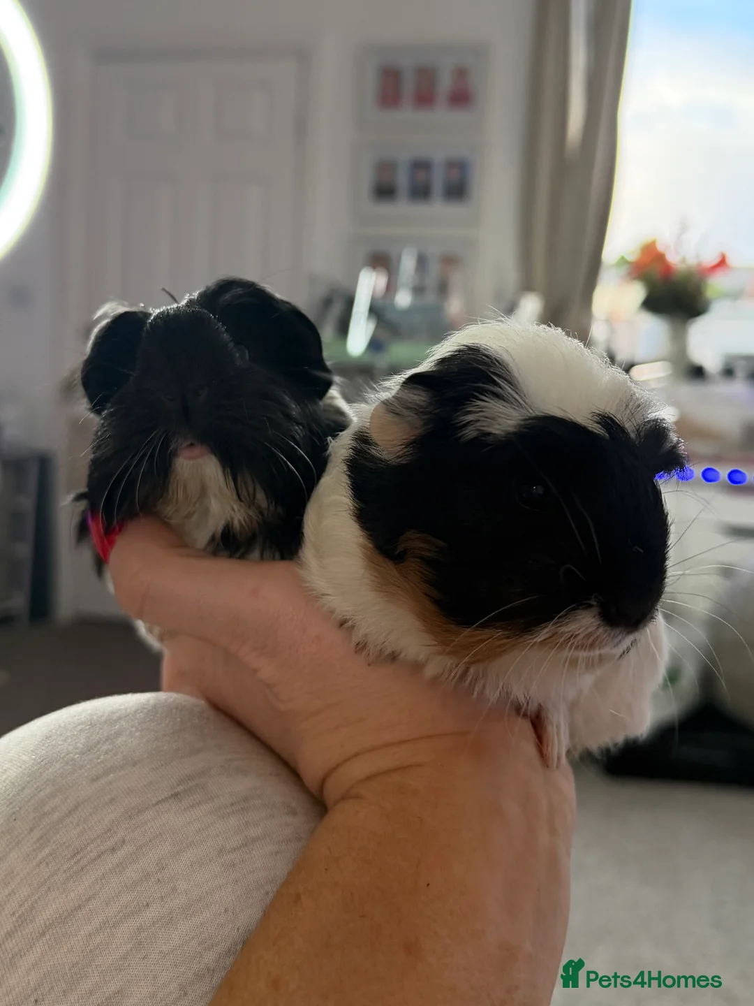 Guinea Pig rodents for sale: A pair of beautiful sows (female guinea pigs)  - Advert 1