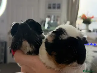 Guinea Pig rodents A pair of beautiful sows (female guinea pigs) - Advert 1