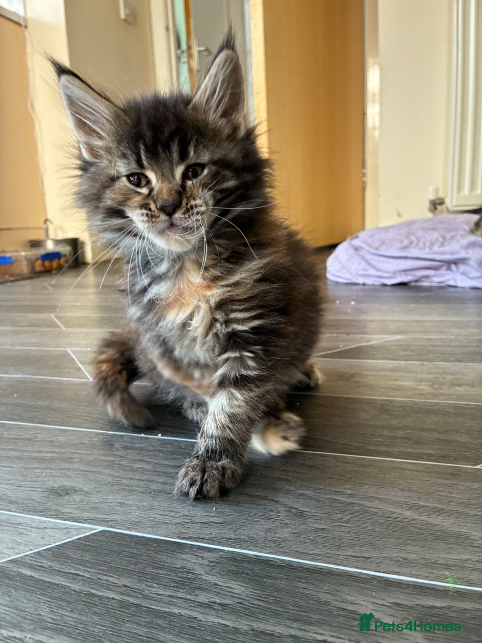 Maine Coon cats Maine coon kittens  - Advert 14