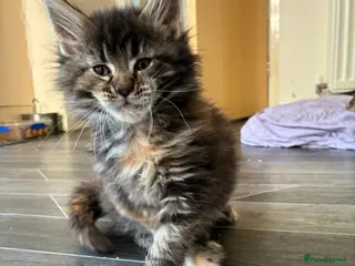 Maine Coon cats Maine coon kittens - Advert 14