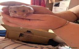 Mixed Breed rodents for sale: Downsizing my animal Collection  in Preston - Image 11