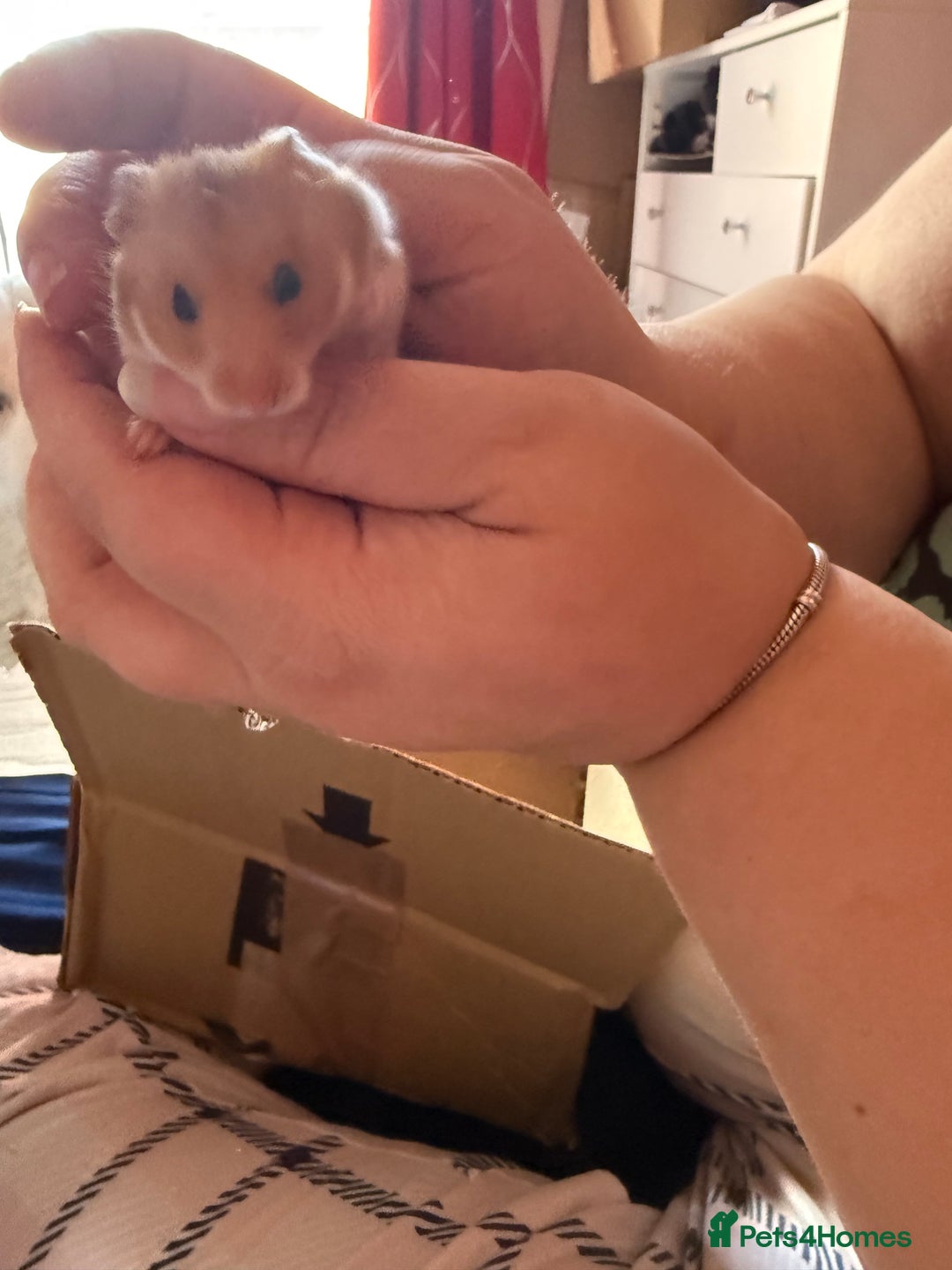 Mixed Breed rodents for sale: Downsizing my animal Collection  in Preston - Image 11