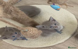 Mixed Breed cats for sale: Oriental X Siamese kittens  - Image 7