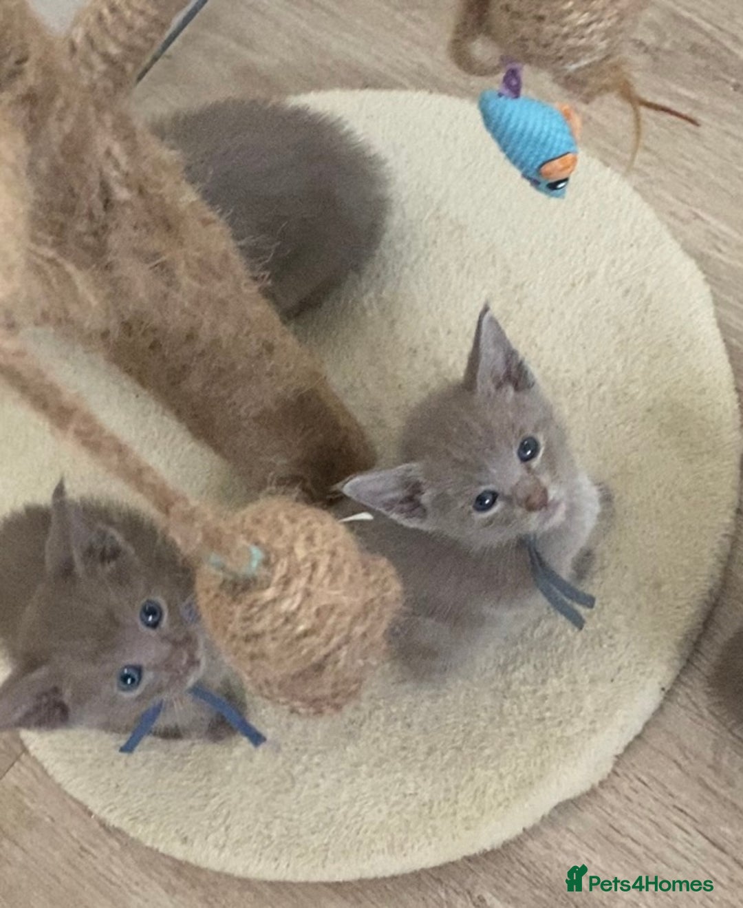 Mixed Breed cats for sale: Oriental X Siamese kittens  - Image 7