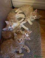 Mixed Breed cats 5 Fluffy Half Maine Coon kittens - Advert 11