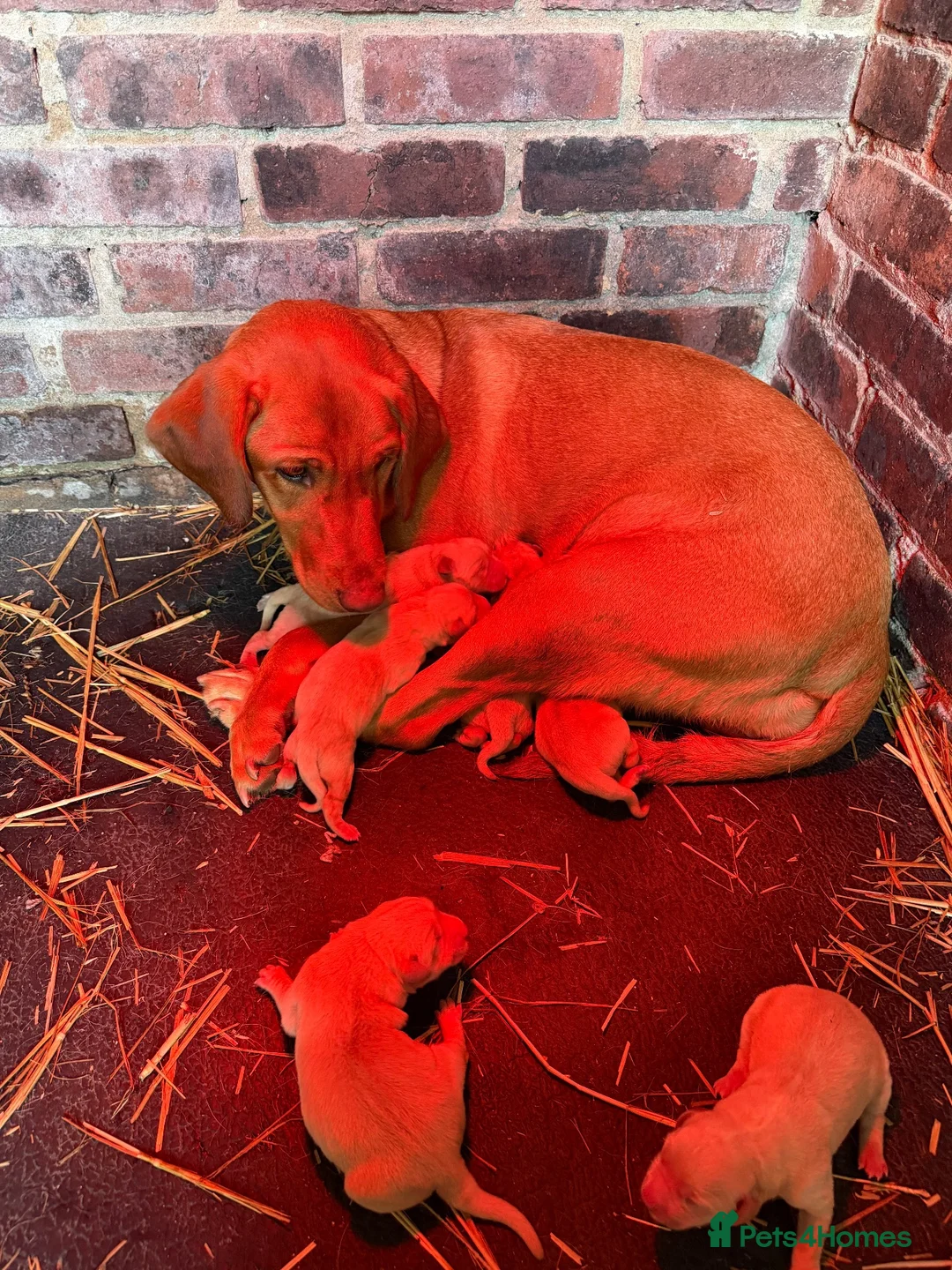 Goldador dogs for sale: Goldador puppies  in Llandeilo - Advert 2