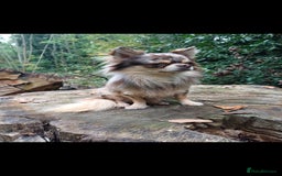 Chihuahua dogs for stud: MARLEY has arrived for stud🏆 k.c merle boy - Image 2