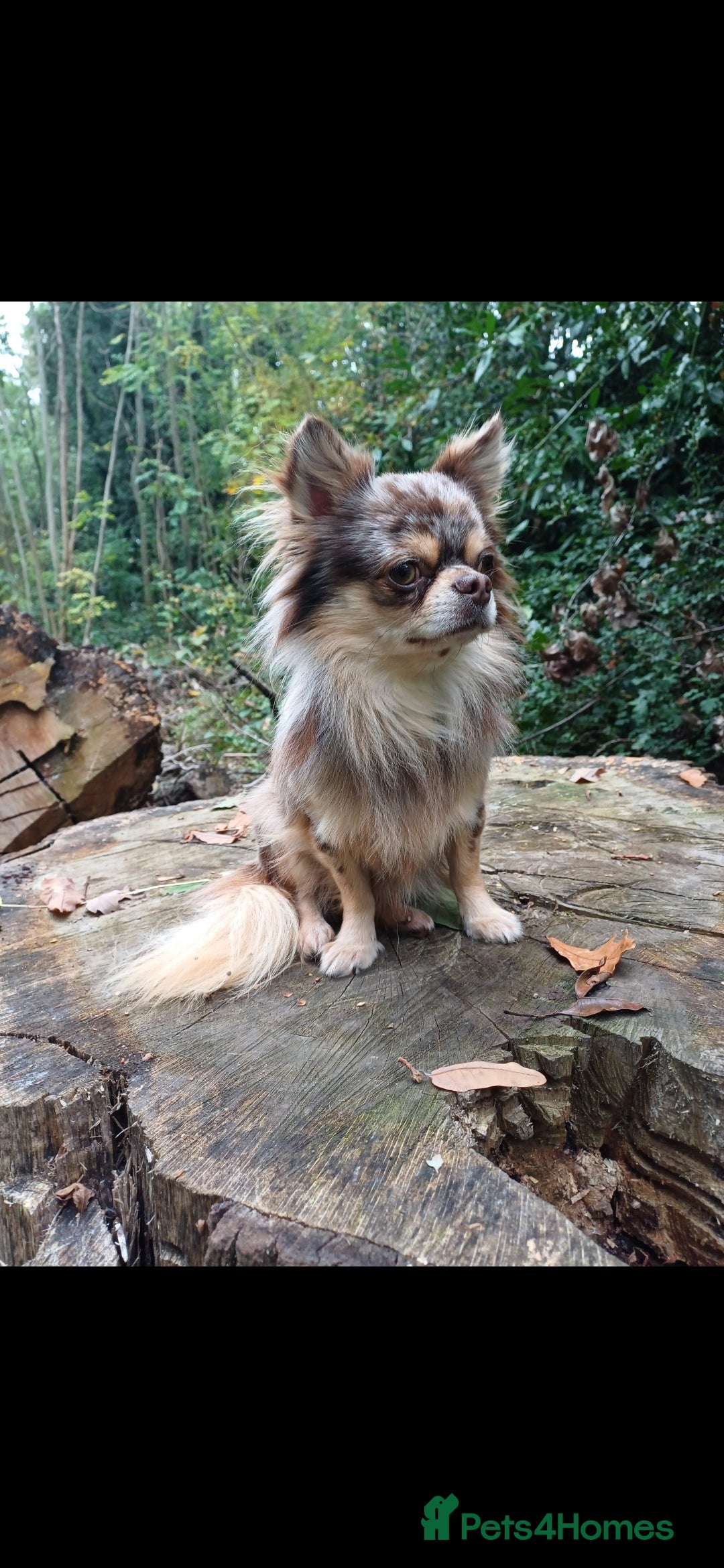 Chihuahua dogs for stud: MARLEY has arrived for stud🏆 k.c merle boy - Image 2