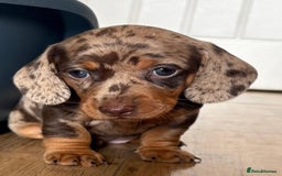 Miniature Dachshund dogs for sale: Miniature Dachshunds - Image 21