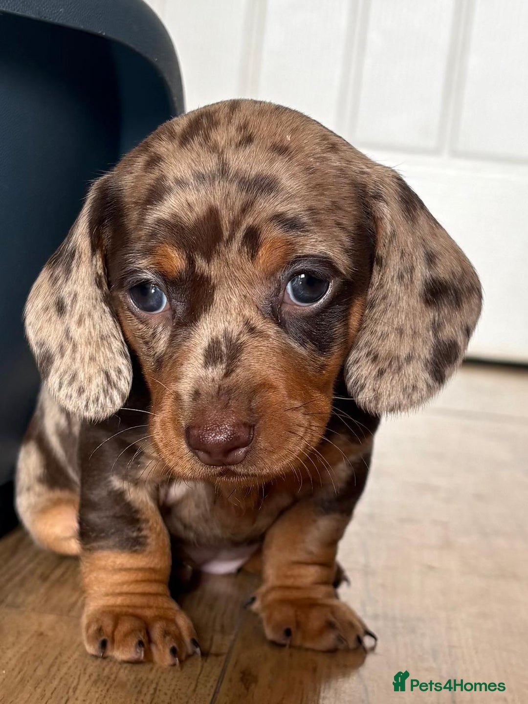 Miniature Dachshund dogs for sale: Miniature Dachshunds - Image 21