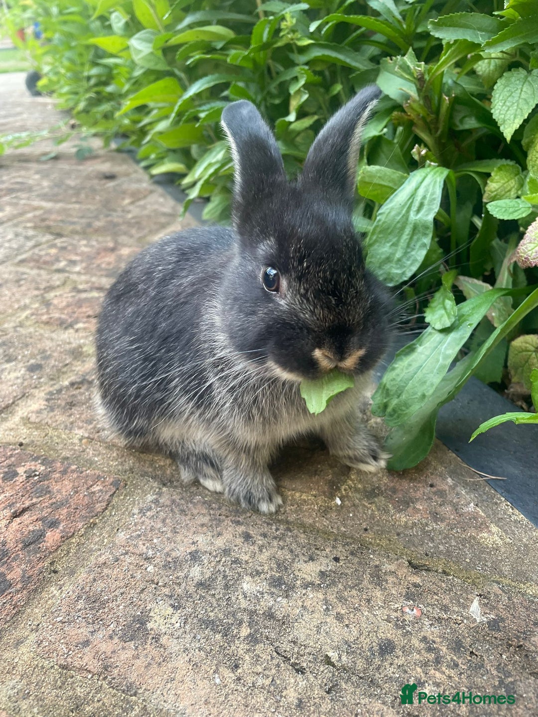 Mixed Breed rabbits for sale: 3 Mini Lop Cross Rabbits - Image 6
