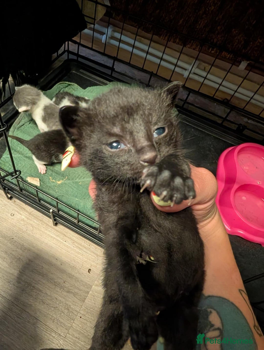 British Shorthair cats for sale: Mixed British Short hair kitten  - Image 2