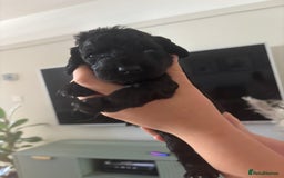 Cockapoo dogs for sale: Beautiful fluffy black cockapoos in Burgess Hill - Image 11