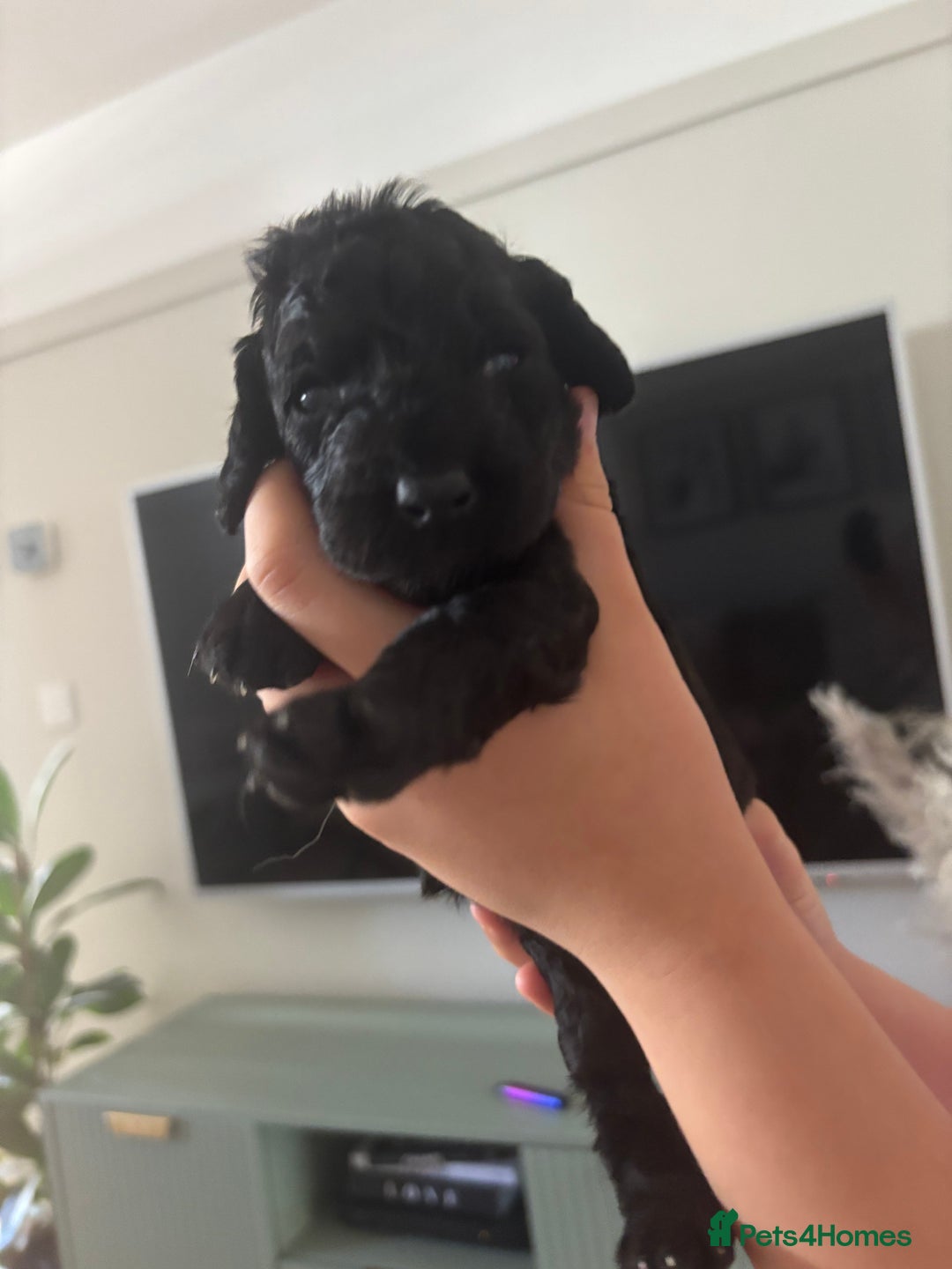 Cockapoo dogs for sale: Beautiful fluffy black cockapoos in Burgess Hill - Image 11