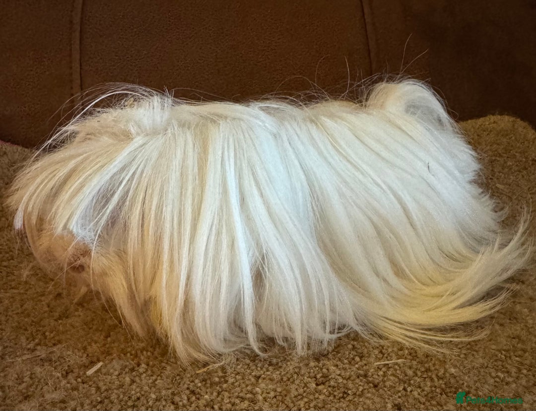 Guinea Pig rodents for sale: Peruvian guinea pigs sow/ boar (pair ) - Advert 4