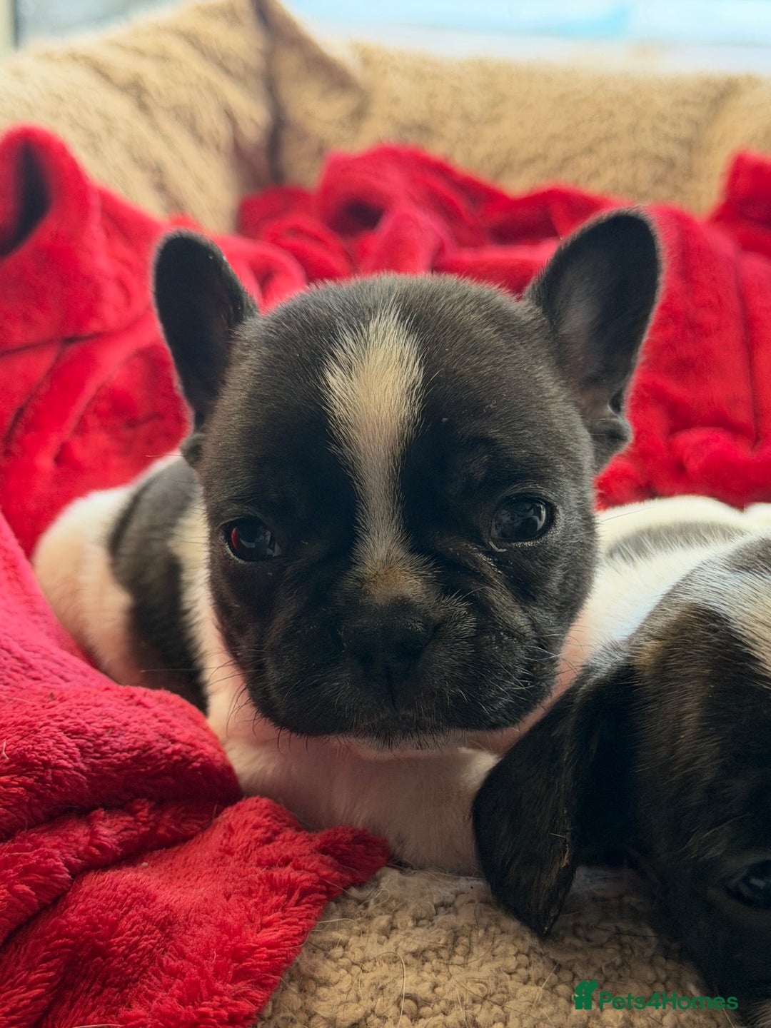 French Bulldog dogs for sale: Puppys  - Advert 5