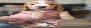 Cocker Spaniel 1