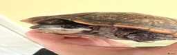 Turtle reptiles for sale: 2 turtles  in Lydney - Advert 1