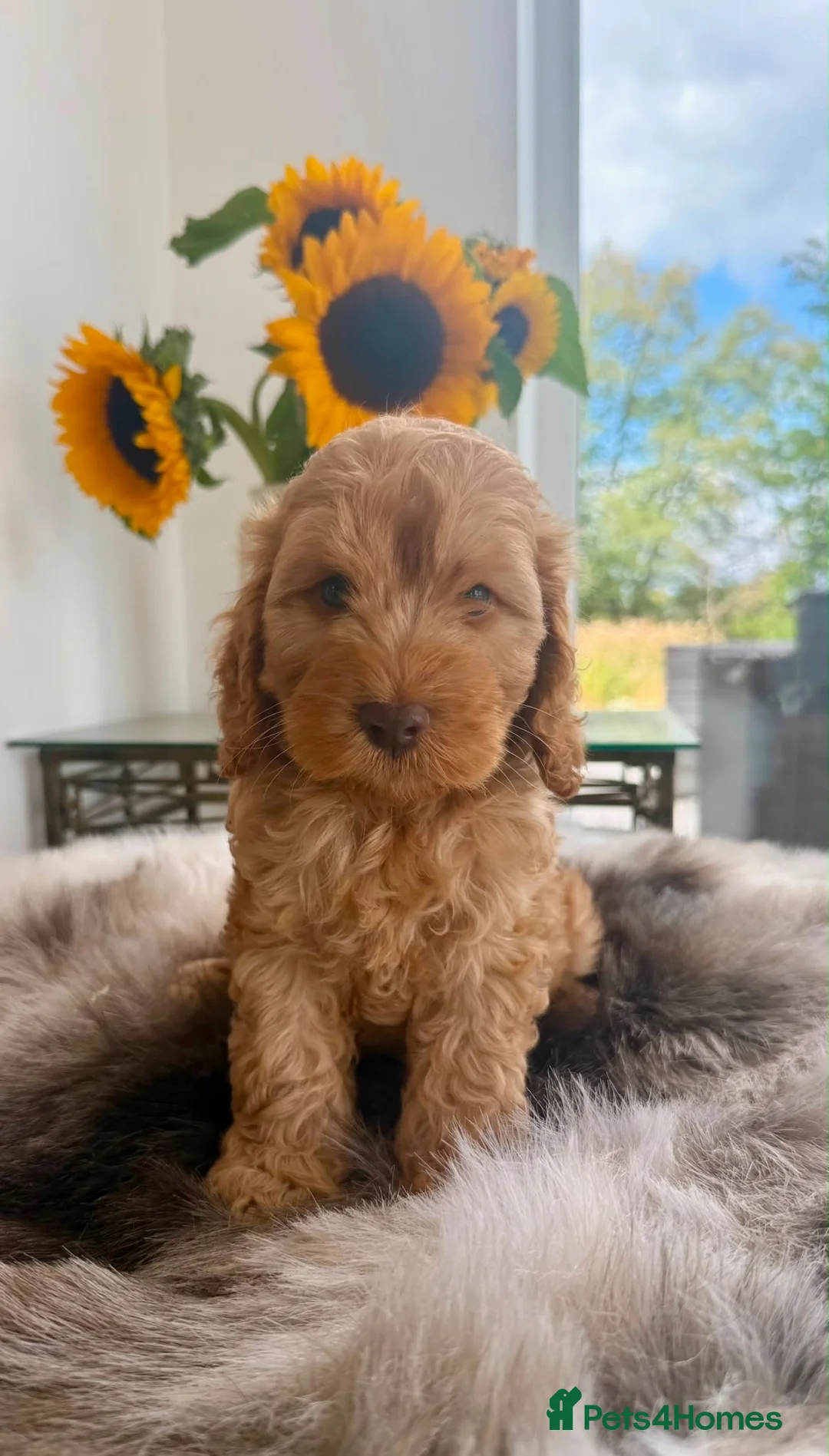 Cockapoo dogs for sale: (REDUCED) Chocolate and tan wrapped in cream  - Advert 1