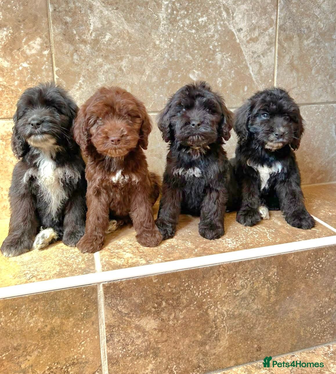 Cockapoo dogs Adorable cockapoo puppys READY NOW  - Advert 1