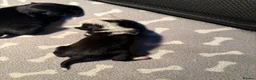 Pug dogs for sale: Bueatiful panda pugs  in Dover - Advert 7