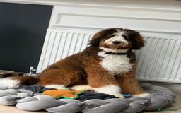 Bernedoodle dogs for stud: Proven Bernedoodle Stud Available for Breeding 🐾 - Image 1